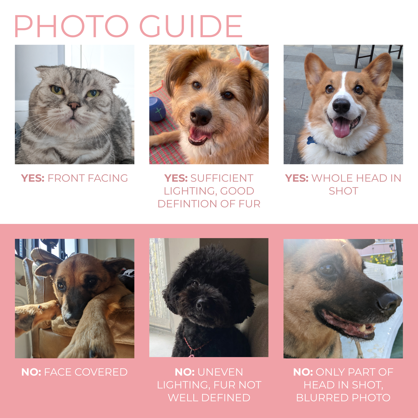 Custom Pet Portrait- Plate and Coaster Set